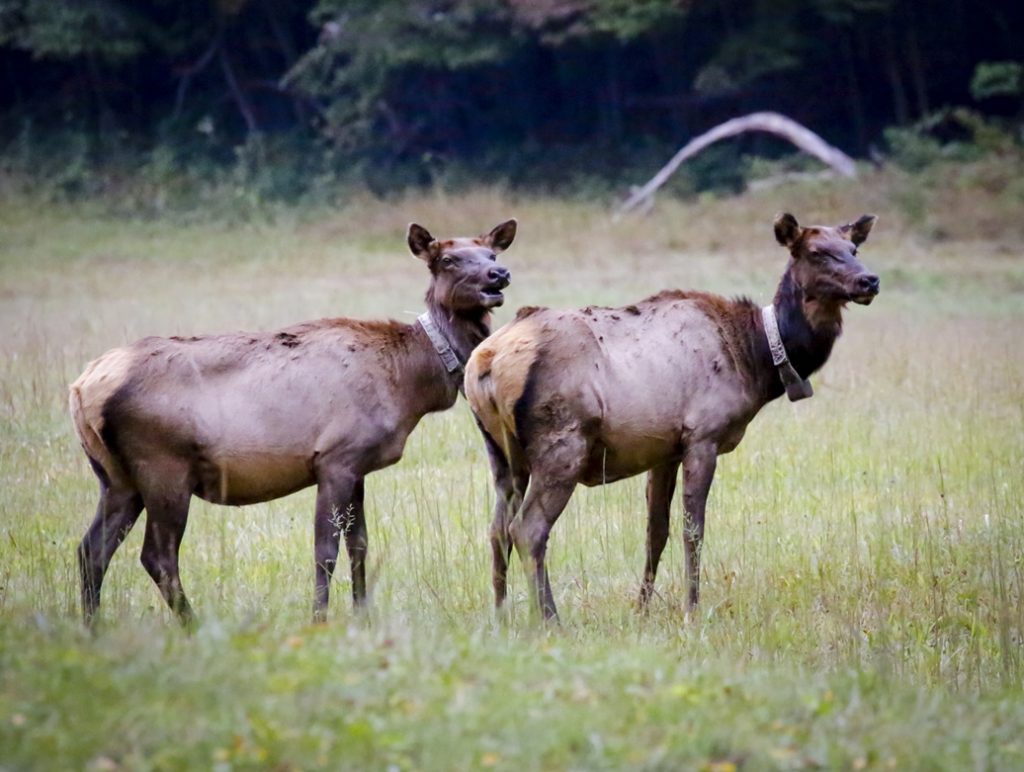 Smoky Mountain Elk Fest Blue Ridge Naturalist Network