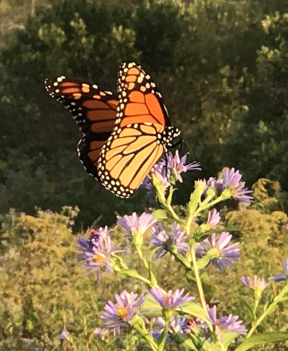 Wilderness Pearls for USMLE exams: Spider Bites and Summertime Sun EMRA