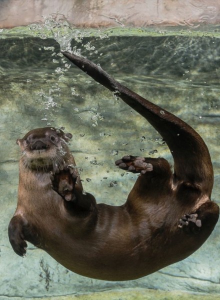 River Otters And More At The West Fork Blue Ridge Naturalist Network