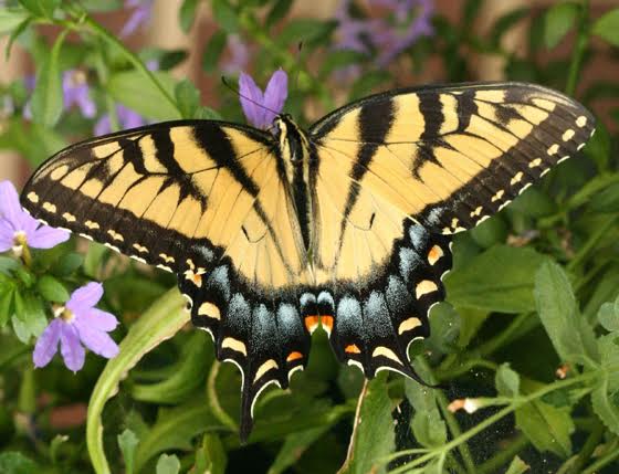 Eastern Tiger Swallowtail (Papilio glaucus) A study in protective ...