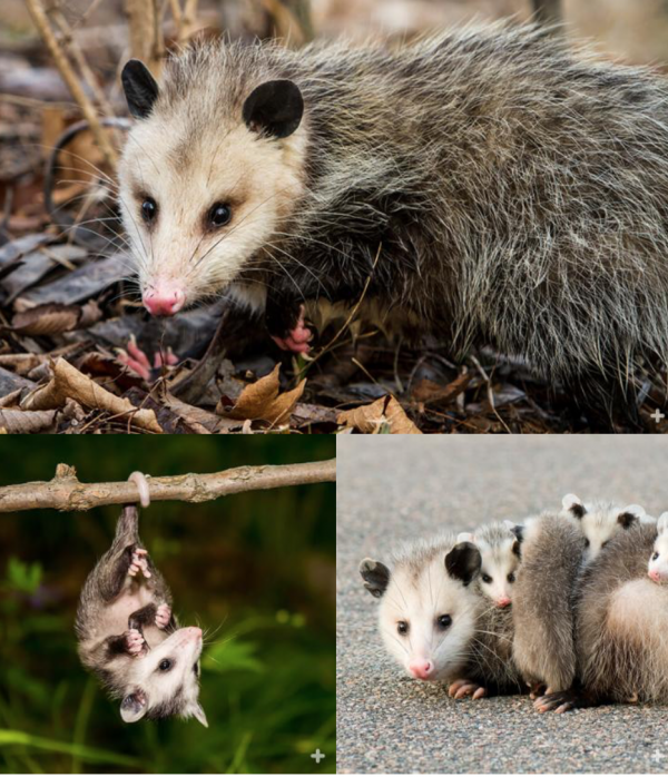 possums hibernate