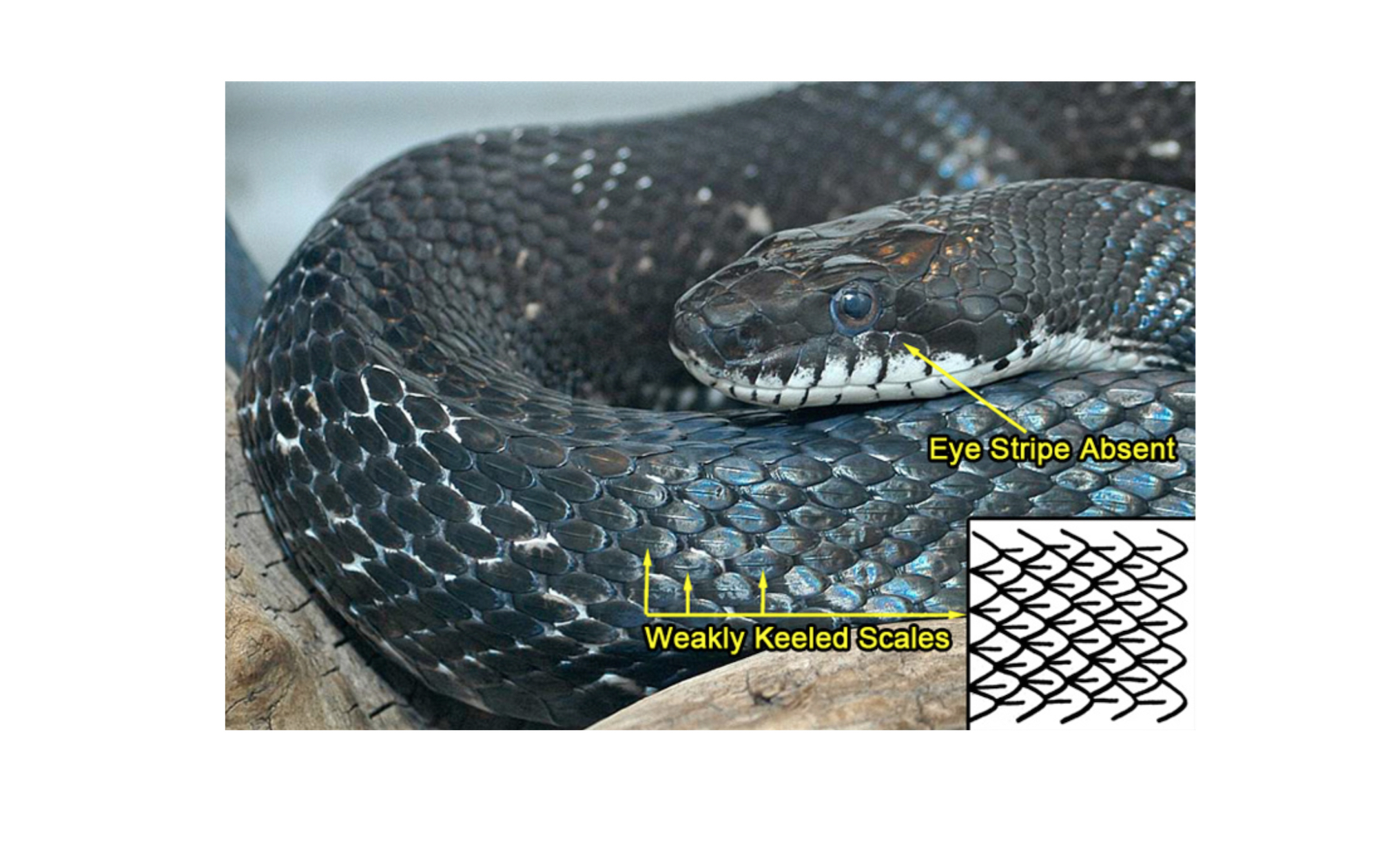 Descarados snake. Обсолета Блэк. Обсолета леуцист полоз. Pantherophis obsoletus.